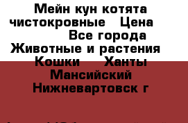 Мейн-кун котята чистокровные › Цена ­ 25 000 - Все города Животные и растения » Кошки   . Ханты-Мансийский,Нижневартовск г.